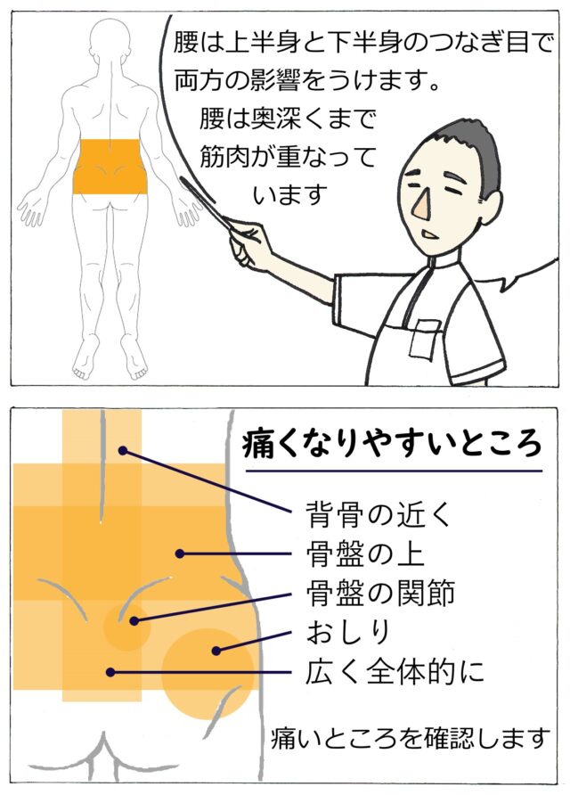 腰痛の説明1